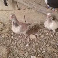 کبوتر معاوضه|پرنده|آشخانه, |دیوار