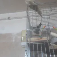 دو دونه  عروس هلندی دستی سخنگو دستی|پرنده|قرچک, مهدیه|دیوار