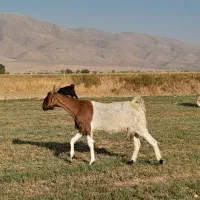کلر بز میش بره کهره|حیوانات مزرعه|شیراز, تل حسین‌آباد|دیوار