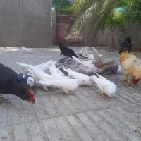 کبوتر بازی کن