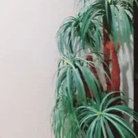 درخچه درحد نو