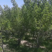 زمین باغ آلو ۴۴۹ متری بابا سلطان|فروش زمین و ملک کلنگی|خوانسار, |دیوار