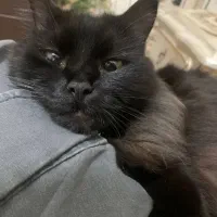 واگذاری گربه(پرشین بلک)