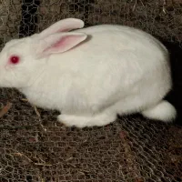 خرگوش نر سالم سلامت