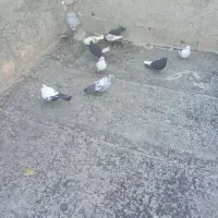 ی جفت زاغ دم سفید خوشگل|پرنده|شیروان (لرستان), |دیوار