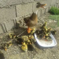 جوجه مرغ و اردک محلی