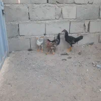 جوجه محلی زیر مرغی فروشی