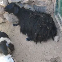 میش وبز|حیوانات مزرعه|درمیان, |دیوار