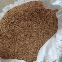 گندم آبی گرمسیر۵۰هزارمقطوع