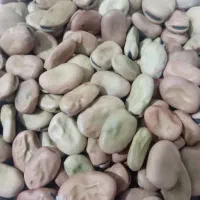 باقالی خشک