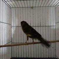 قناری ماده بلند|پرنده|همدان, |دیوار