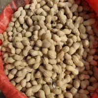 بادام زمینی