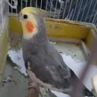 عروس هلندی سخنگو نر سالم