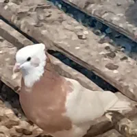 فروشی|پرنده|بوشهر, |دیوار