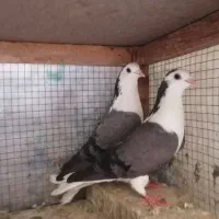 ماده دستگردی|پرنده|اصفهان, جوزدان الیادران|دیوار