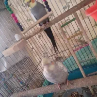 عروس هلندی نر و ماده