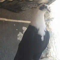 مخمل سیاه نر