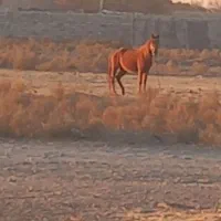 اسب و کره اسب هردو مادیون|اسب و تجهیزات اسب‌سواری|مشهد, شهرک امام سجاد|دیوار