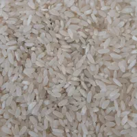 برنج دریباد