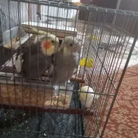عروس هلندی و نر و ماده