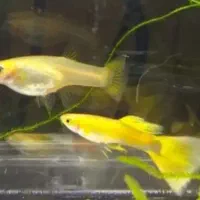 گوپی مولی پلاتی آنجل زبرا کالرنعون لجن خارآکواریوم|ماهی|تهران, امام زاده حسن|دیوار