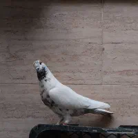 کبوتر پرشی گرو شده