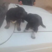 سگ سراب|سگ|تاکستان, |دیوار