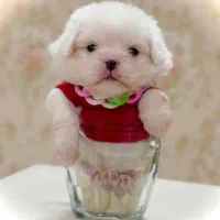 توله سگ پشمالو شیتزو مالتیز عروسکی سایز تیکاپ|سگ|مشهد, مصلی (کارمندان اول)|دیوار