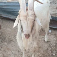 نر بز سانن|حیوانات مزرعه|خرامه, |دیوار