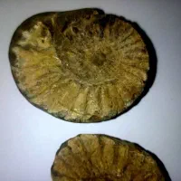 یک عدد فسیل با قدمت خیلی بالا|کلکسیون اشیاء عتیقه|قوچان, |دیوار