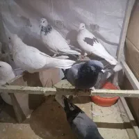 ۷ عدد حیون خوب و سلامت