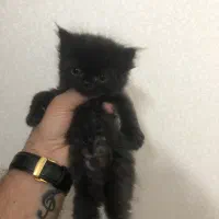 پرشین و اسکاتیش میکس|گربه|مشهد, مشکینی (شهرک غرب)|دیوار