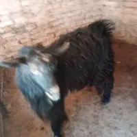 دو عدد بزغاله نر بفروش می رسد