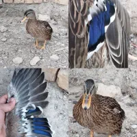 ماده سوز گردن