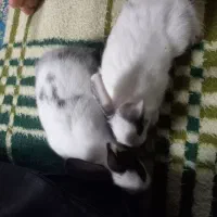خرگوش