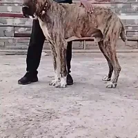 سگ نگهبان
