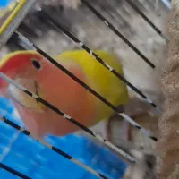 طوطی برزیلی صورت هلویی نیمه اهلی 6ماهه|پرنده|بندر امام خمینی, |دیوار