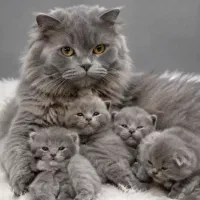اسکاتیش بریتیش عروسک زنده با اصالت خیلی بالا