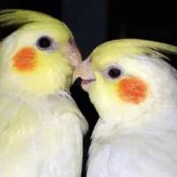 عروس هلندی مولد اصل لوتینو