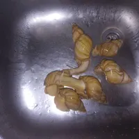 حلزون