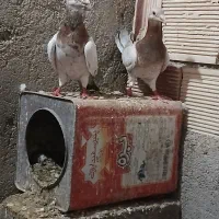 کبوتر نامور