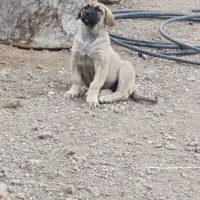 توله پژدر ۵ماهه نر و ماده