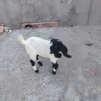 بزغاله|حیوانات مزرعه|تربت جام, میان جام|دیوار