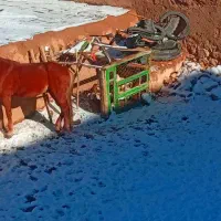 اسب نریون|اسب و تجهیزات اسبسواری|شیروان (خراسان), |دیوار