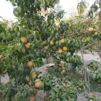 فروش ۳۰۰۰زمین باغی|فروش زمین و ملک کلنگی|قدس, زرنان پایین|دیوار