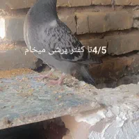 کفتر کبوتر سبز هوایی