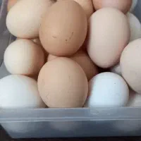 تخم مرغ تازه به شرط سالم بودن|خوردنی و آشامیدنی|هشتگرد, هیو|دیوار
