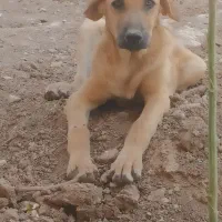 سگ ماده پژدر|سگ|قزوین, |دیوار
