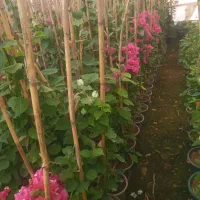 گل کاغذی|گل و گیاه طبیعی|محلات, |دیوار