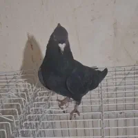 سیاه دم سفید